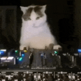 猫猫打碟